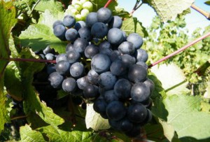 Biowein-3
