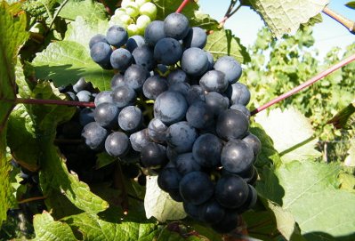 Biowein-3