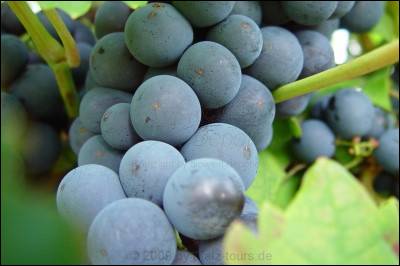 c2a9biowein-traube1 c2a9biowein-traube1
