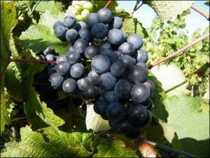 c2a9weinberg_biowein1