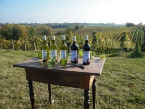 Weinprobe beim Winzer in der Pfalz