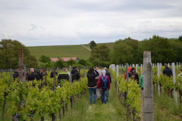 Terroir Weinwanderung