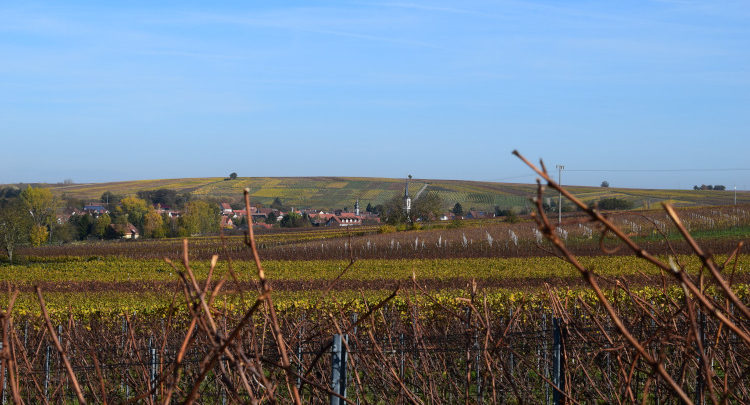 Neue Termine für Weinbergwanderungen