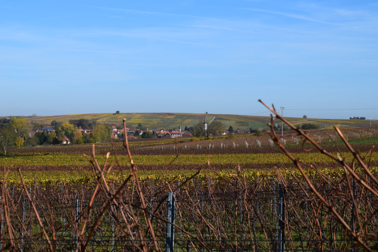 Neue Termine für Weinbergwanderungen
